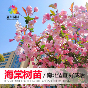 高杆海棠树苗盆栽西府海棠树垂丝海棠花苗北美海棠庭院大型风景树