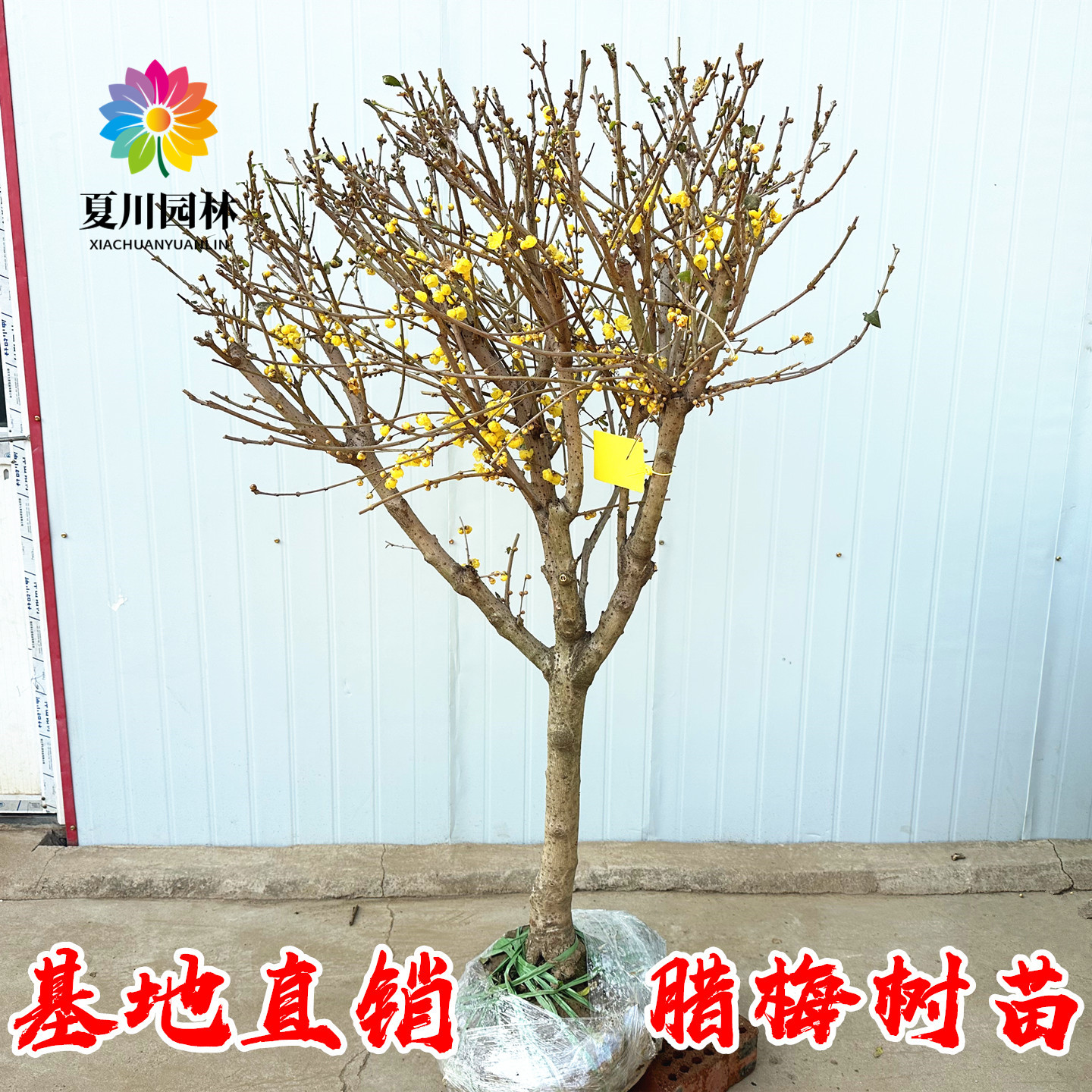 庭院绿化浓香素心腊梅树当年开花