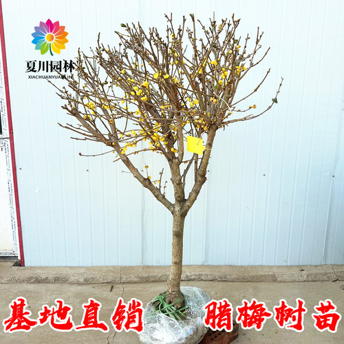 庭院绿化浓香素心腊梅树当年开花