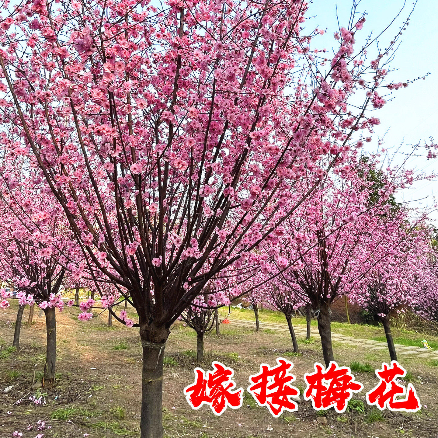 嫁接梅花树苗红梅腊梅绿梅树桩盆景美人梅榆叶梅苗庭院盆栽梅花苗
