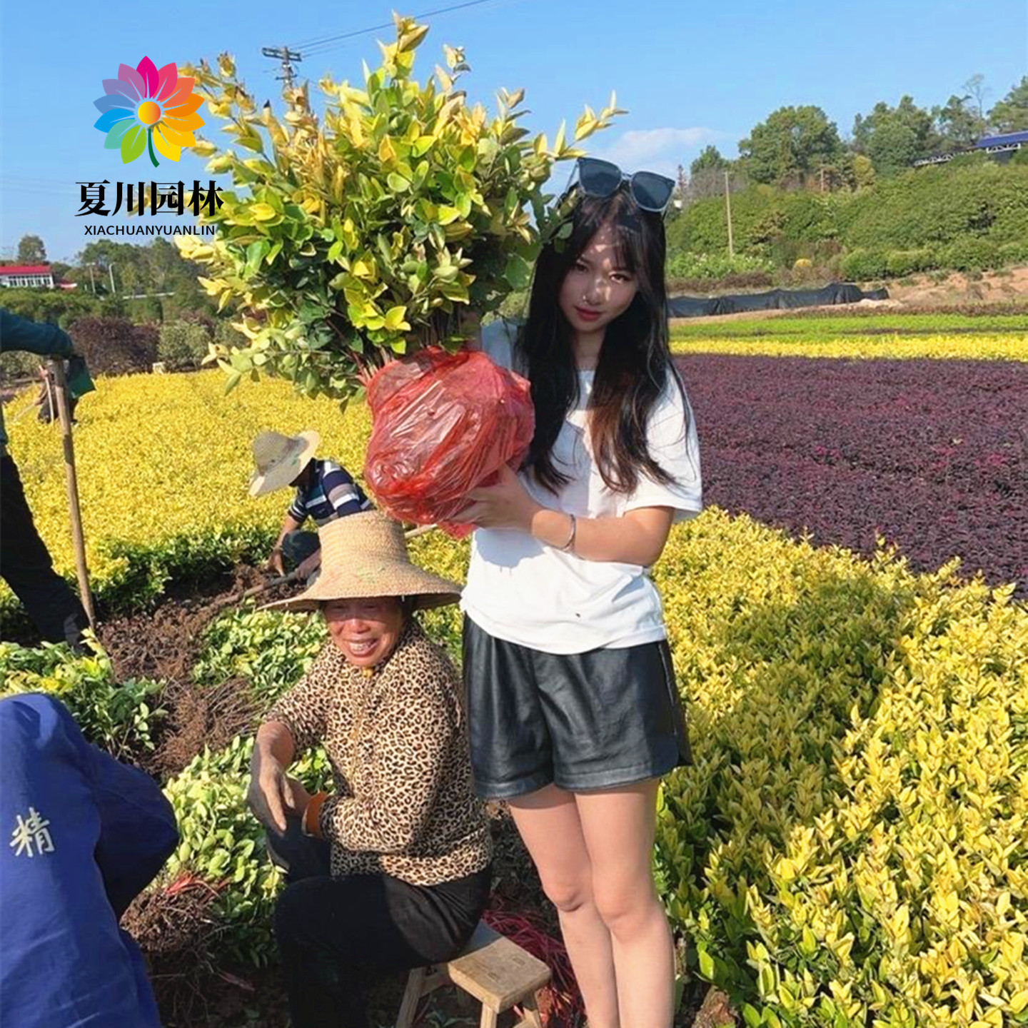 别墅耐寒造型球金森女贞球色块苗