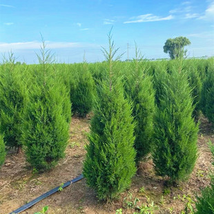 塔柏树苗龙柏小苗四季常青耐寒绿化工程苗龙柏蜀块桧柏侧柏墓地松