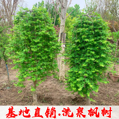 流泉枫垂枝瀑布枫树苗庭院盆栽