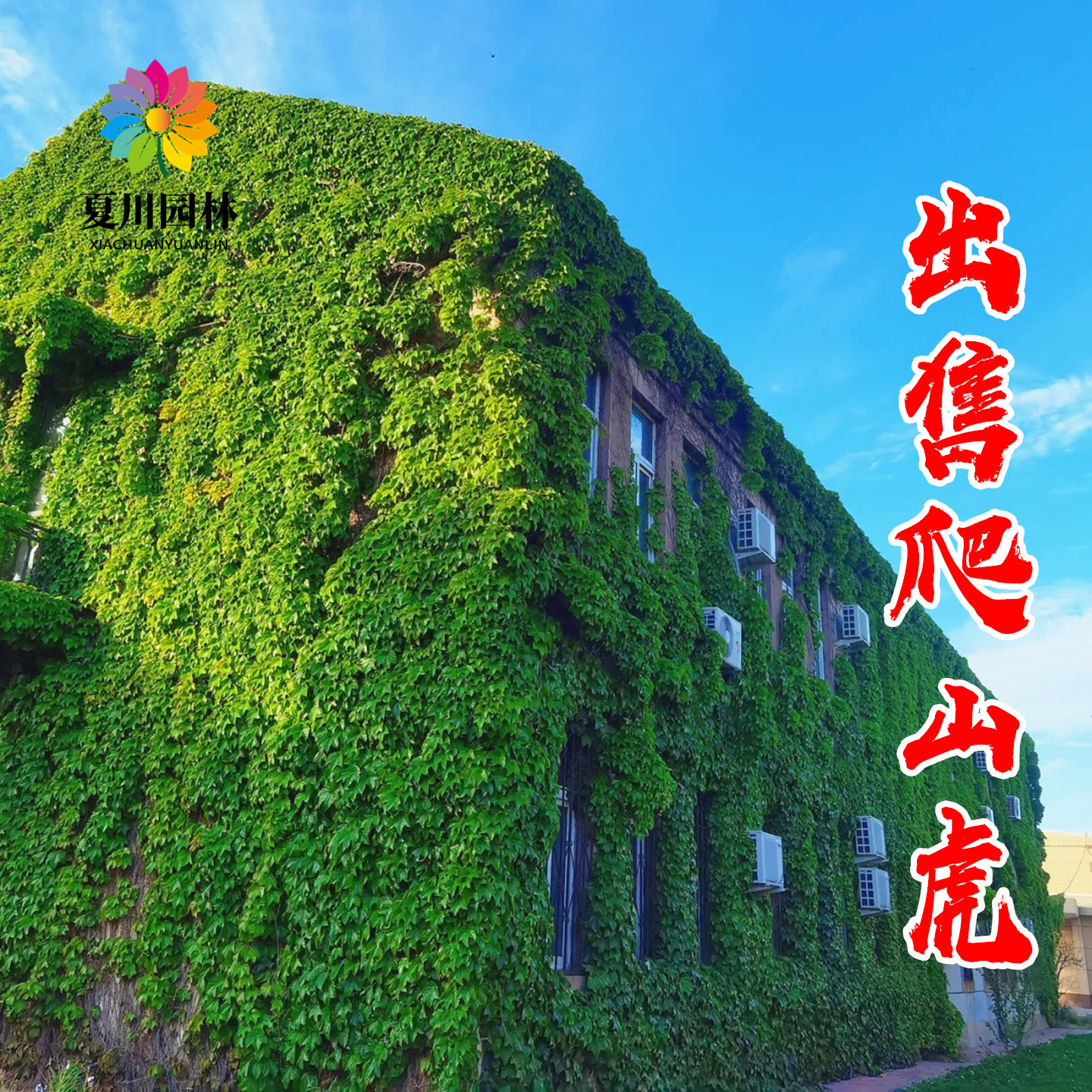 庭院绿化爬山虎耐寒四季常青攀援