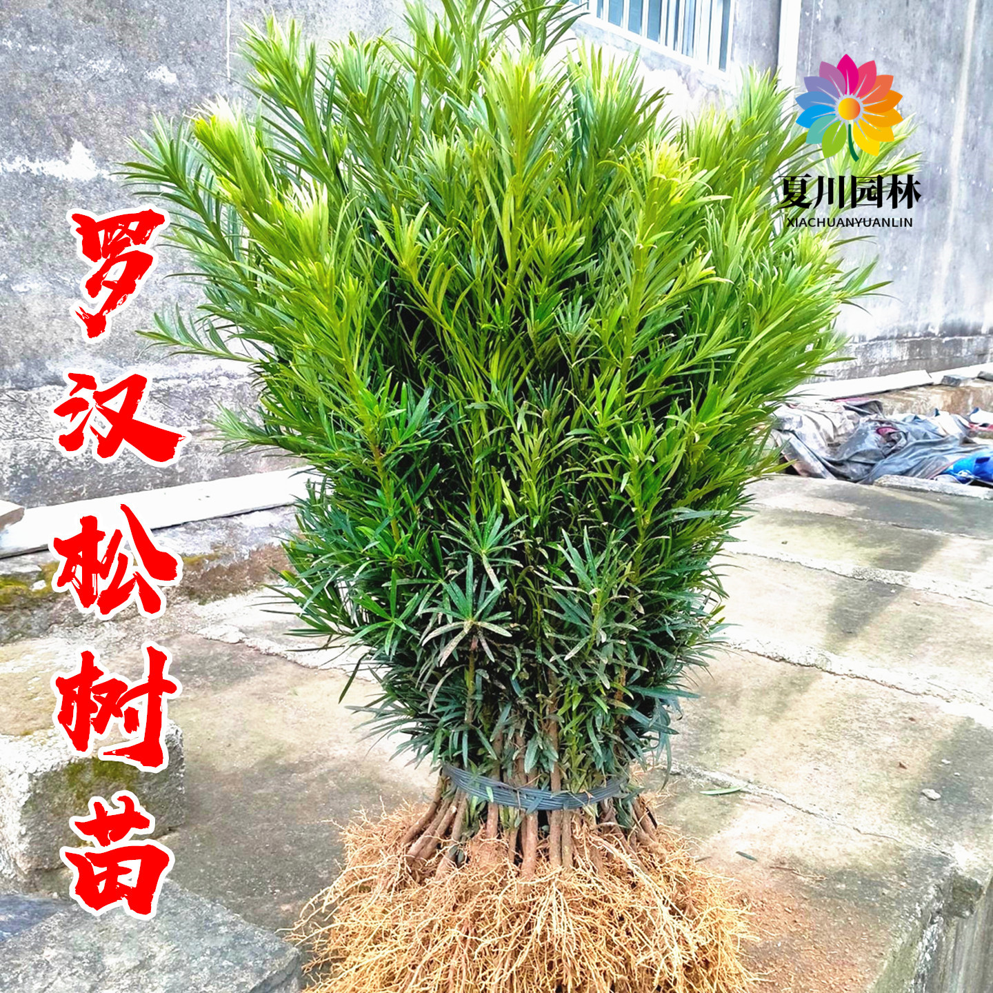 别墅耐寒造型树罗汉松树四季常青