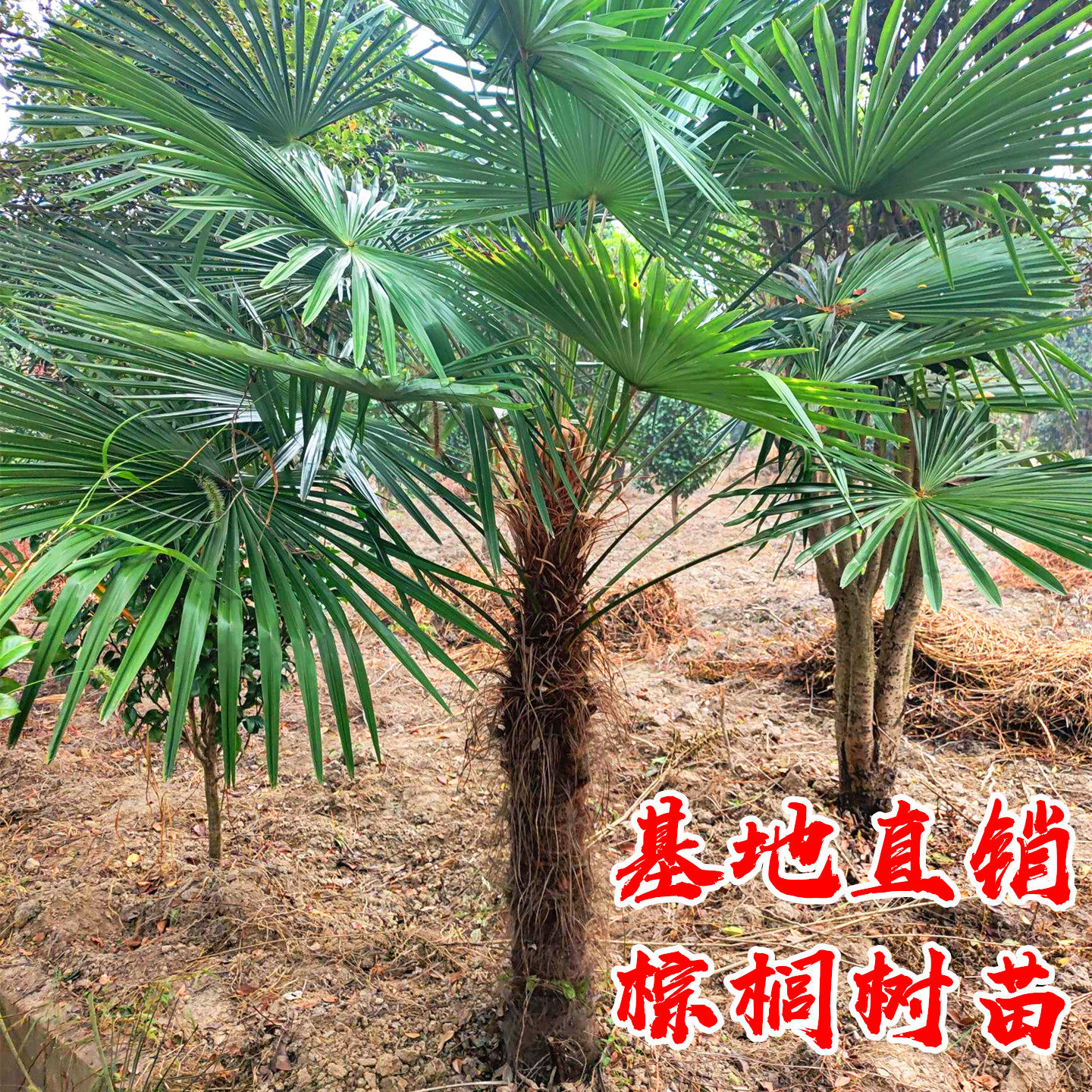 别墅绿化耐寒棕榈四季常青风景树