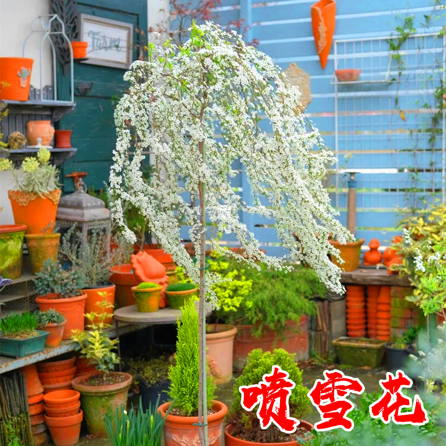 喷雪花苗庭院绿化风景树当年开花