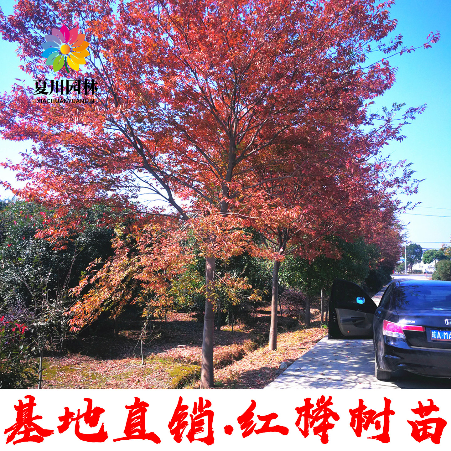 现挖现卖红榉树苗耐寒遮阳行道树