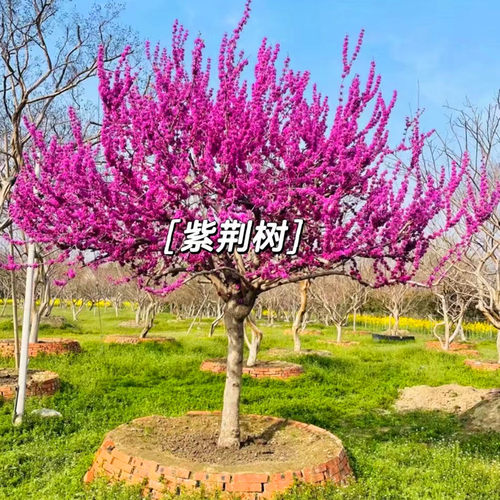 庭院耐寒风景树紫荆树苗当年开花