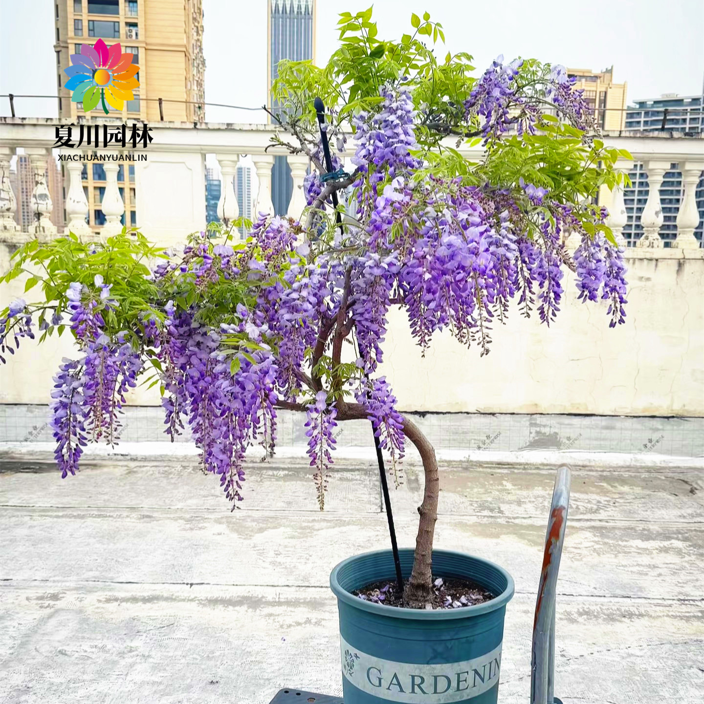 紫藤花庭院爬藤芳香花卉当年开花