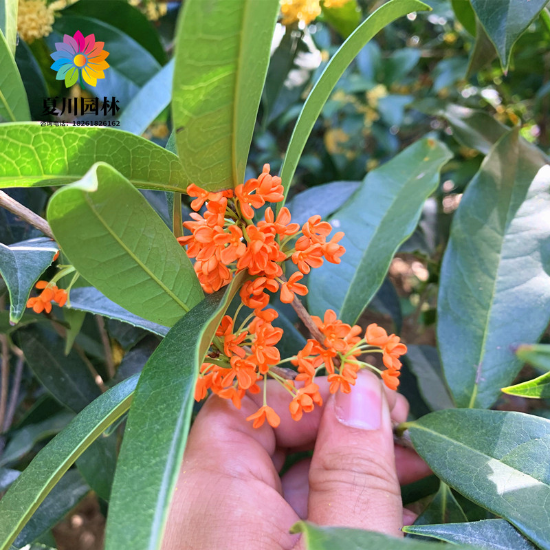 庭院季桂花树苗四季桂盆栽八月桂花金桂四常fry浓青香丹桂当年苗