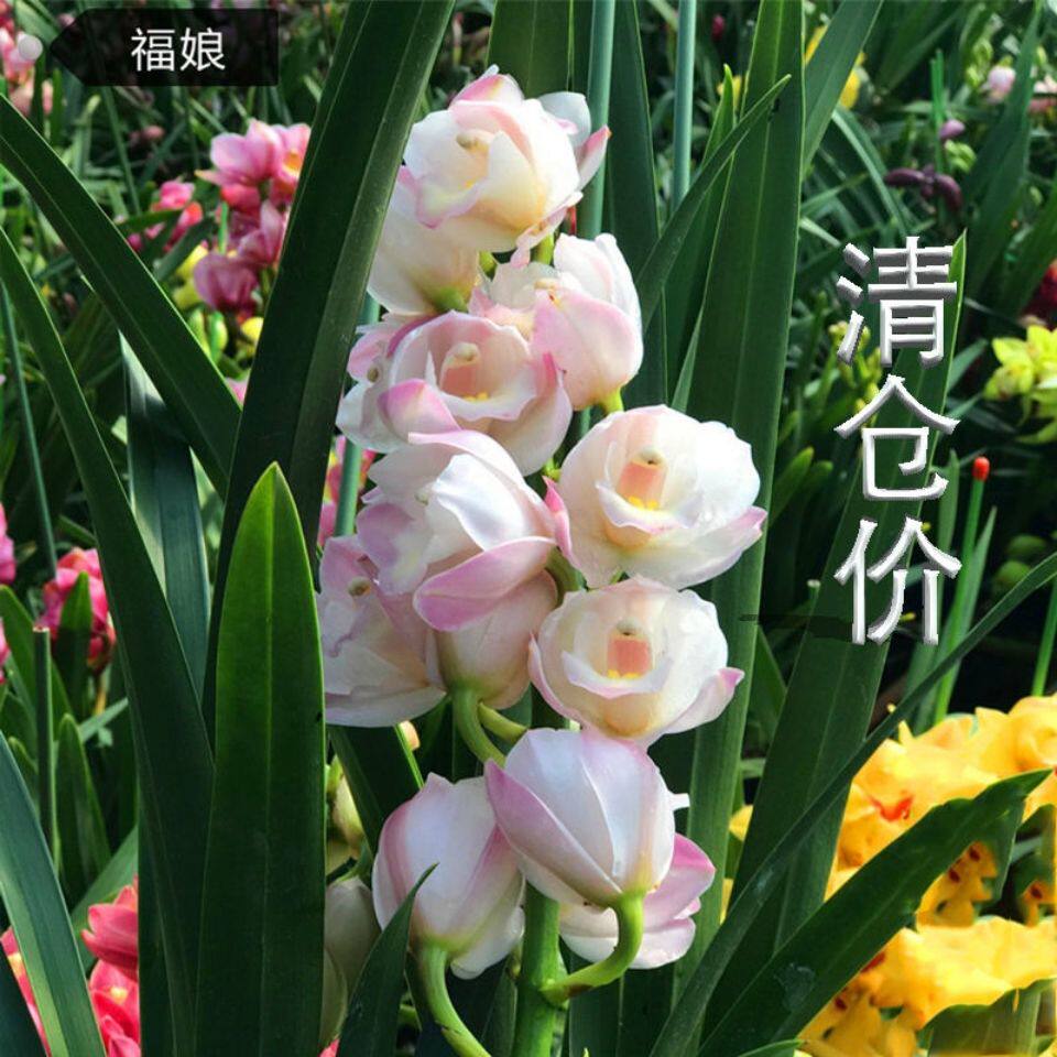 超香 福娘 兰花