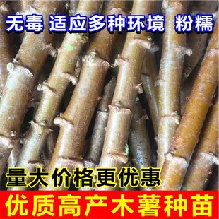 广西面包木薯种苗木薯苗食用无毒红皮白肉木薯茎树高产抗旱包邮