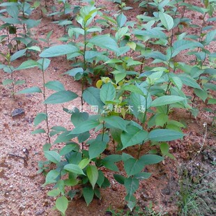 杜仲苗-杜仲树苗-杜种树苗-杜种苗-中药材 绿化杜仲苗-庭院种植