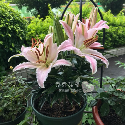 乔乔花屋 荷兰进口百合种球 矮化香水系列 阳光宝贝 3粒装 现货