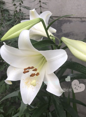 包邮荷兰进口 香水百合种球 lo系列 白特里昂菲特3粒装 现货