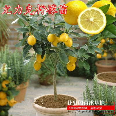 柠檬树苗 清香柠檬嫁接苗尤力克柠檬苗 适合盆栽地栽柠檬树