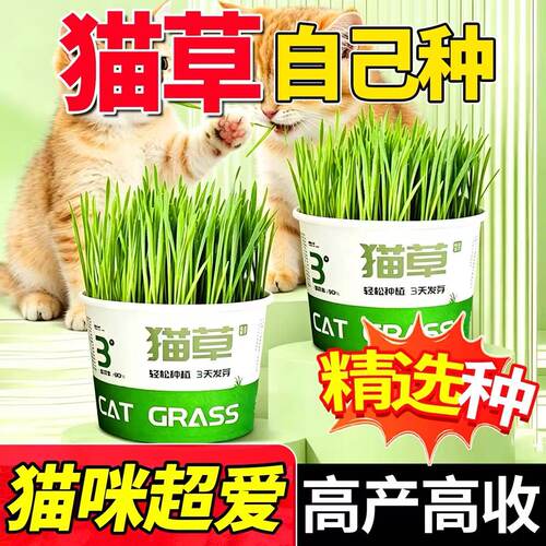 宠物排毛猫草猫草盆栽水懒人猫草罐头培幼猫咪助草化薄毛荷片膏盆