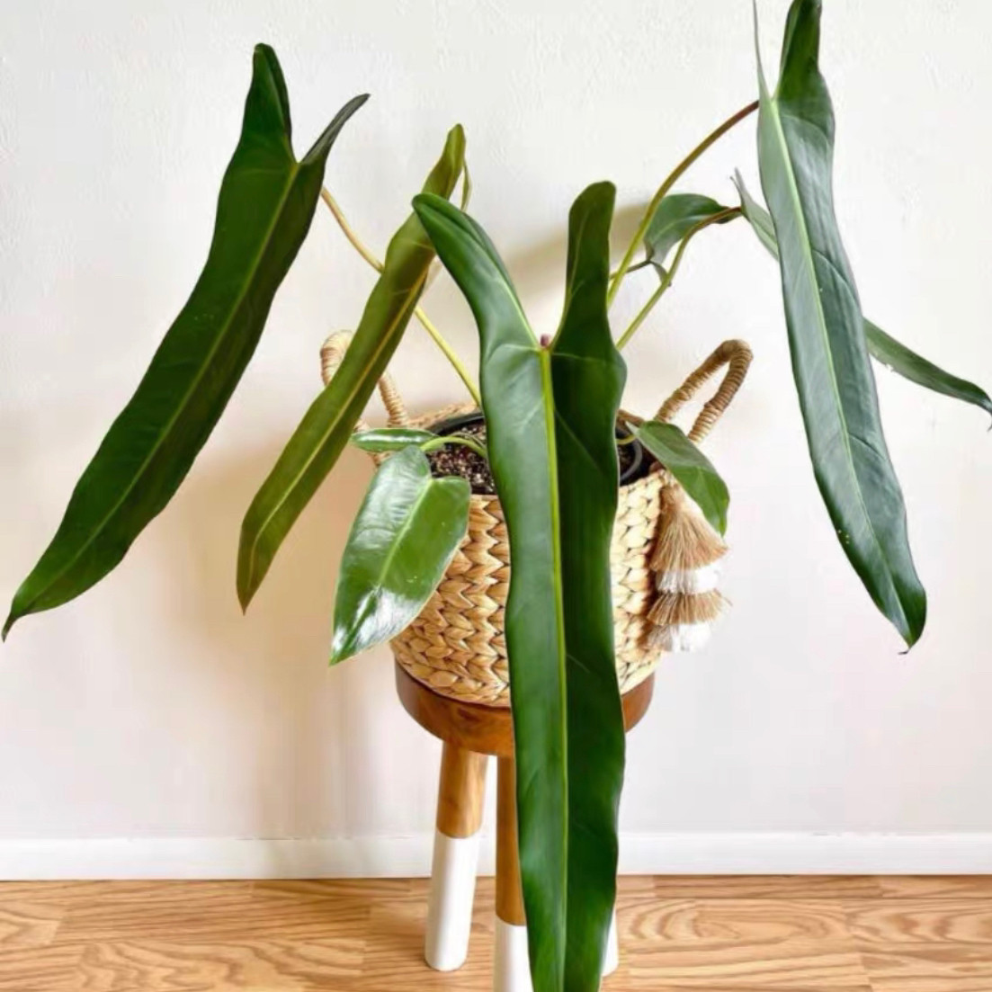 高颜值小圣灵蔓绿绒爬藤植物长叶蔓橙柄室内耐阴喜湿好养绿植盆栽