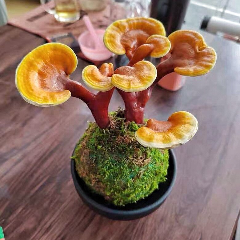 长白山带苔玉球灵芝盆景活体观赏盆栽办公室好养植物桌面绿植耐阴