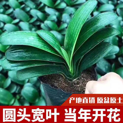 君子兰圆头四季观花植物盆栽大苗