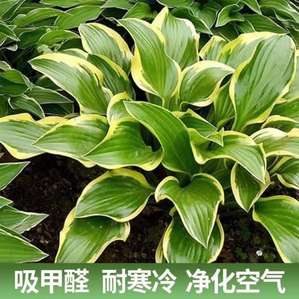 玉簪客厅阳台净化空气