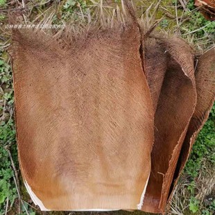 包邮四川棕树皮棕毛棕榈衣棕丝山棕片装饰绿萝棒育鱼苗茅草房20片