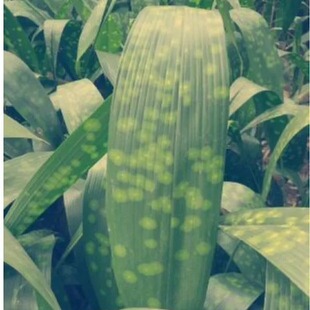 包邮特产热卖100张小叶云南花粽子叶正宗新鲜四川粽叶非竹芦苇叶