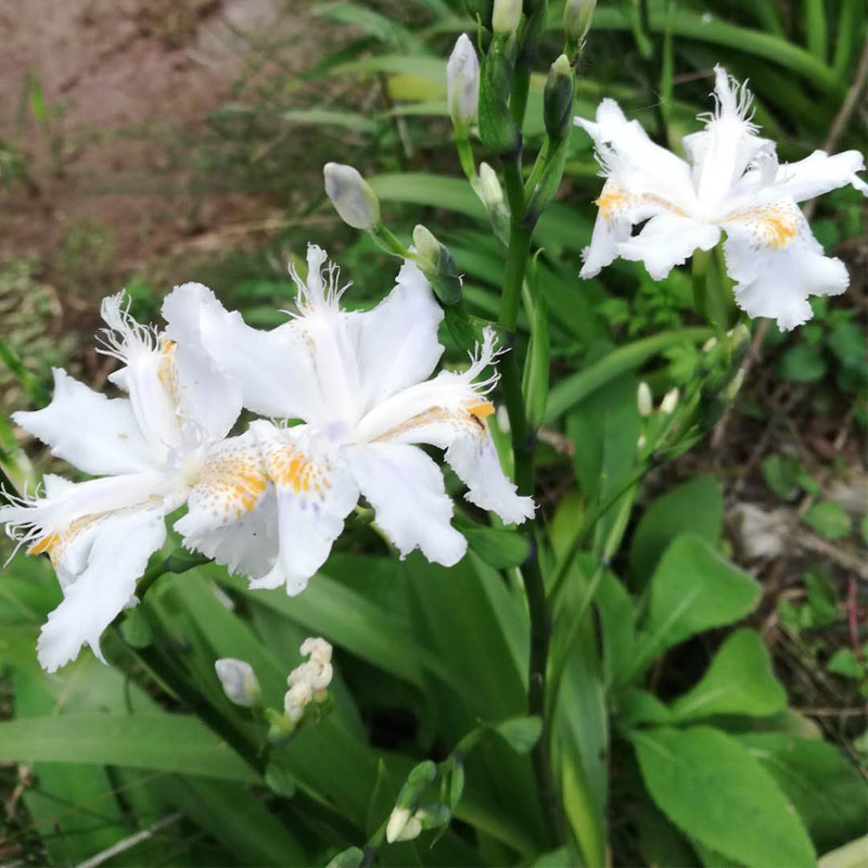鸢尾花苗扁竹叶马蝶花盆栽花卉蝴蝶兰豆鼓叶豆食叶特价30苗包邮