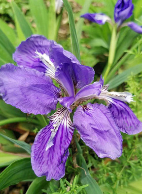 扁竹叶蝴蝶兰紫色鸢尾花多年生花苗盆地栽庭院阳台花卉满10棵包邮