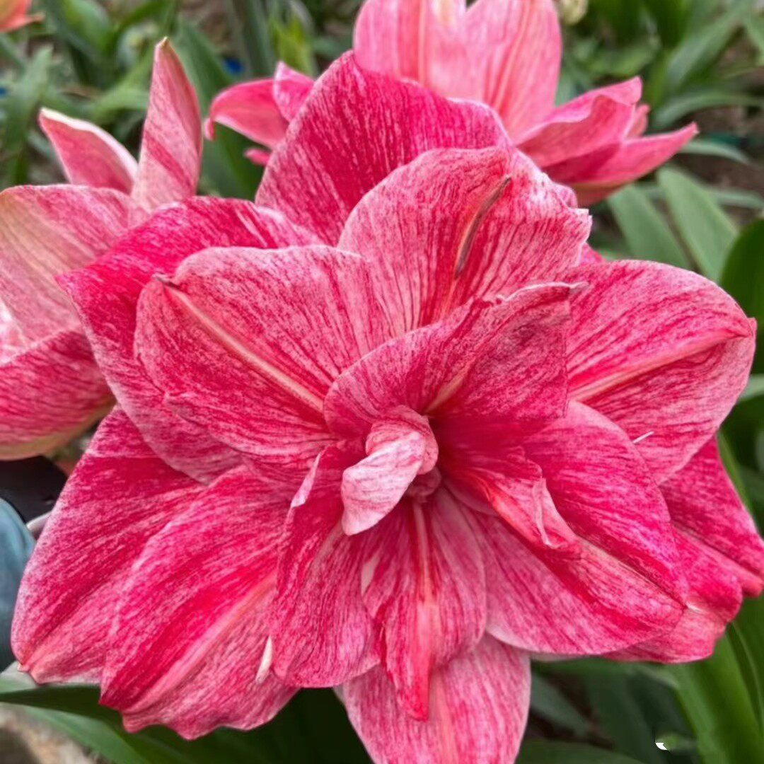 贵妇朱顶红种球小苗盆栽地栽四季养殖