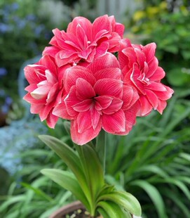 双梦舞后精灵荷兰朱顶红种球小苗四季养植