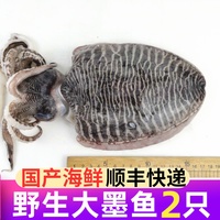 新鲜墨鱼鲜活冷冻大墨鱼舟山野生海鲜水产特大乌贼船冻墨斗鱼目鱼