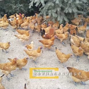 土鸡苗活体黄毛乌鸡苗乌骨鸡苗金凤凰鸡苗另有贵妃鸡珍珠鸡山鸡苗