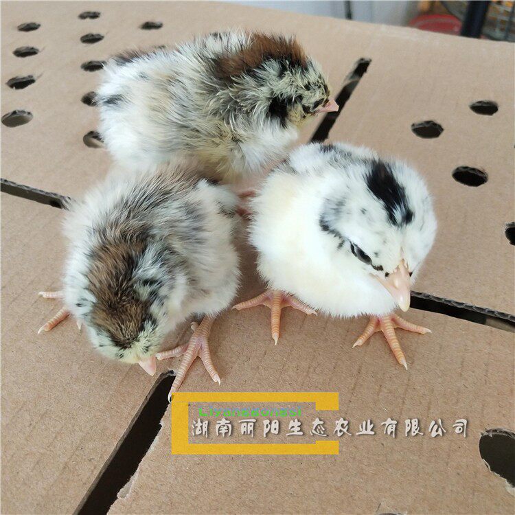 孵化场直供鹊山鸡鸡苗土鸡苗鹊鸡苗另贵妃鸡苗珍珠鸡苗活体打疫苗