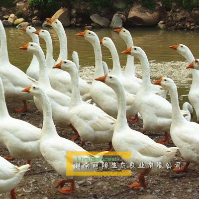 湖南白鹅苗大种鹅活苗草鹅苗小白鹅苗发托运另有马岗鹅灰鹅清远鹅
