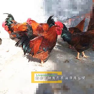 小鸡苗活体麻红鸡苗麻四鸡苗灵山麻鸡苗另有天露麻鸡黑土鸡草鸡苗