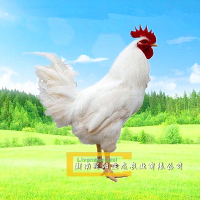 白羽活体还有草鸡打疫苗土鸡苗