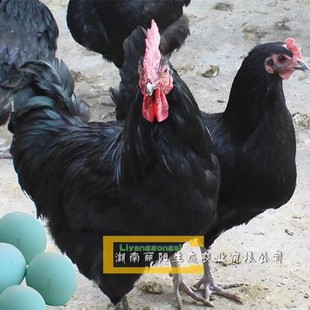 出售黑羽高产绿壳蛋鸡苗及黑土鸡苗黑乌鸡苗土鸡苗草鸡苗虫子鸡苗