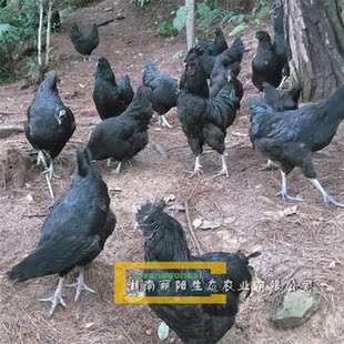 公司出售五黑一绿鸡苗黑乌鸡苗绿壳蛋鸡苗乌骨鸡苗黑土鸡苗打疫苗
