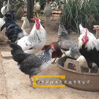 出售山鸡鸡苗贵妃珍珠包运