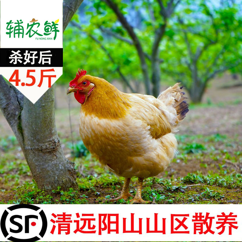 农家广东清远鸡阳山鸡现杀鸡项土走地鸡爽脆皮三黄鸡桑拿鸡煲白切