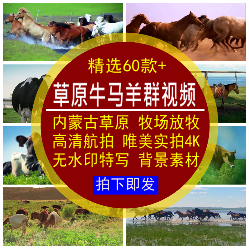 大草原牛马羊群视频内蒙古草地绵羊吃草放牧场航拍唯美实拍4K背景
