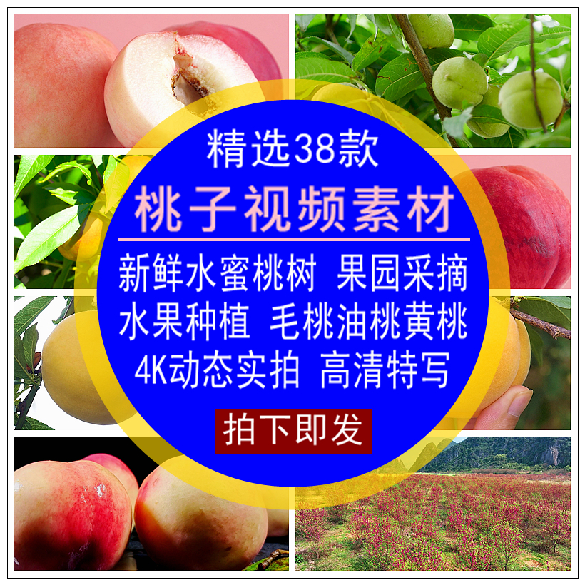 桃子视频素材新鲜水蜜桃树果园采摘桃水果实拍4K背景高清特写剪辑