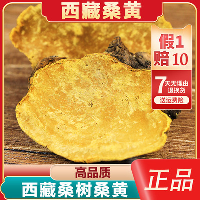 正宗西藏林芝桑树桑黄