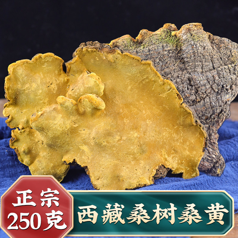 正品桑黄西藏自治区桑树桑黄整朵共500g