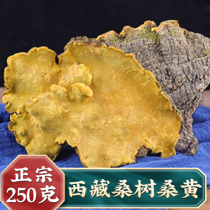 正品桑黄西藏自治区桑树桑黄整朵共500g