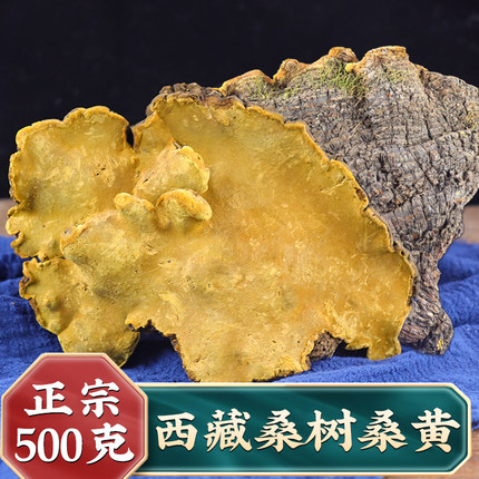 西藏桑树桑黄正宗桑黄整朵500克g正品桑树桑黄买2送1官方旗舰店