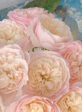 凯拉奥斯汀玫瑰大花月季超新品灌木花苗 花会开成全白色 介意慎拍