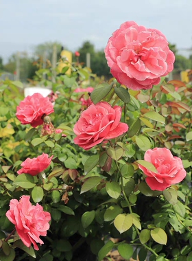 英库鲁/英格鲁/莉娜雷诺月季 Inclus 灌木勤花浓香耐热抗病花苗